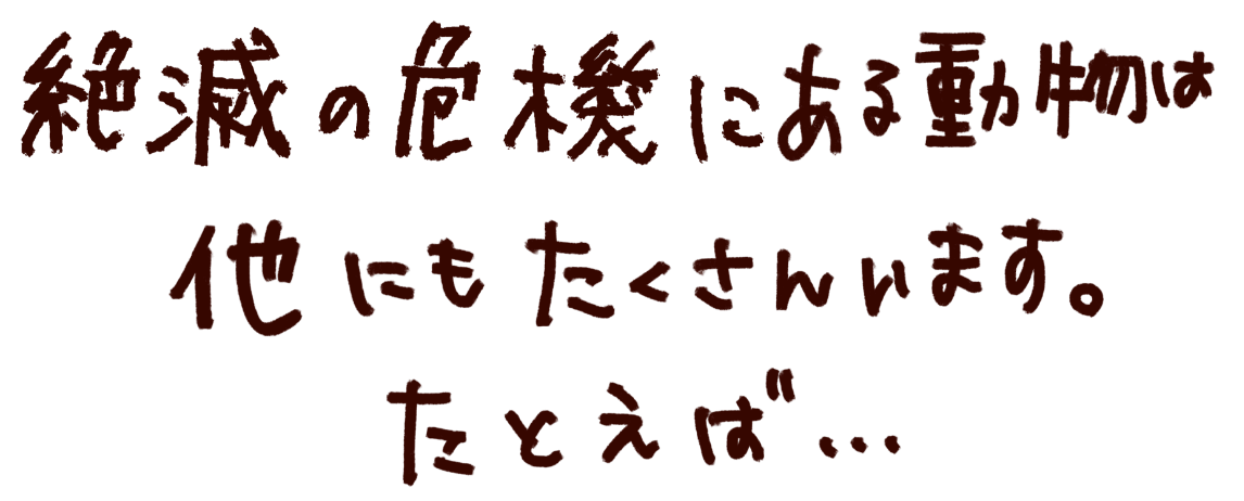 絶滅の危機にある動物は他にもたくさんいます。たとえば...